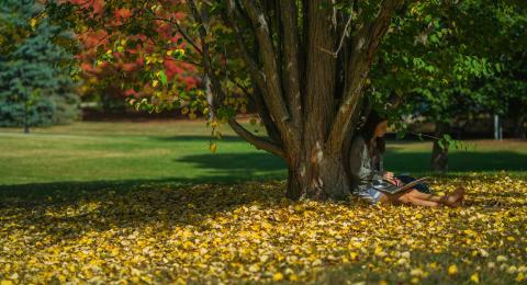 学生坐在树下，落叶落在地上